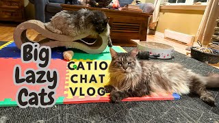 Just Laying Around | Catio Chat Vlog #pets #animals #catvideo #cats