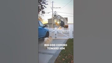 Amazon Delivery Guy Jumped A big Fence After Seeing a Big Dog #dog #shorts