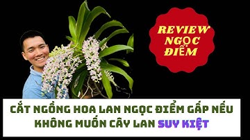 5 Dấu hiệu cảnh báo nên cắt ngồng hoa lan Ngọc điểm| Hướng dẫn chăm sóc
