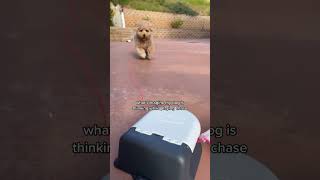 If my dog could talk…  #shortsvideo #dog #viral #trending #funny