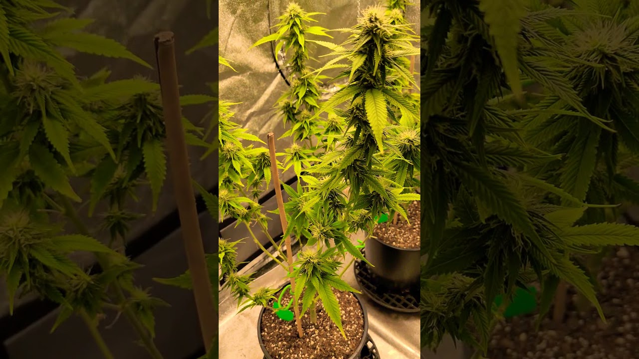 True Catpiss terpines coming from this Roadkill Skunk from 