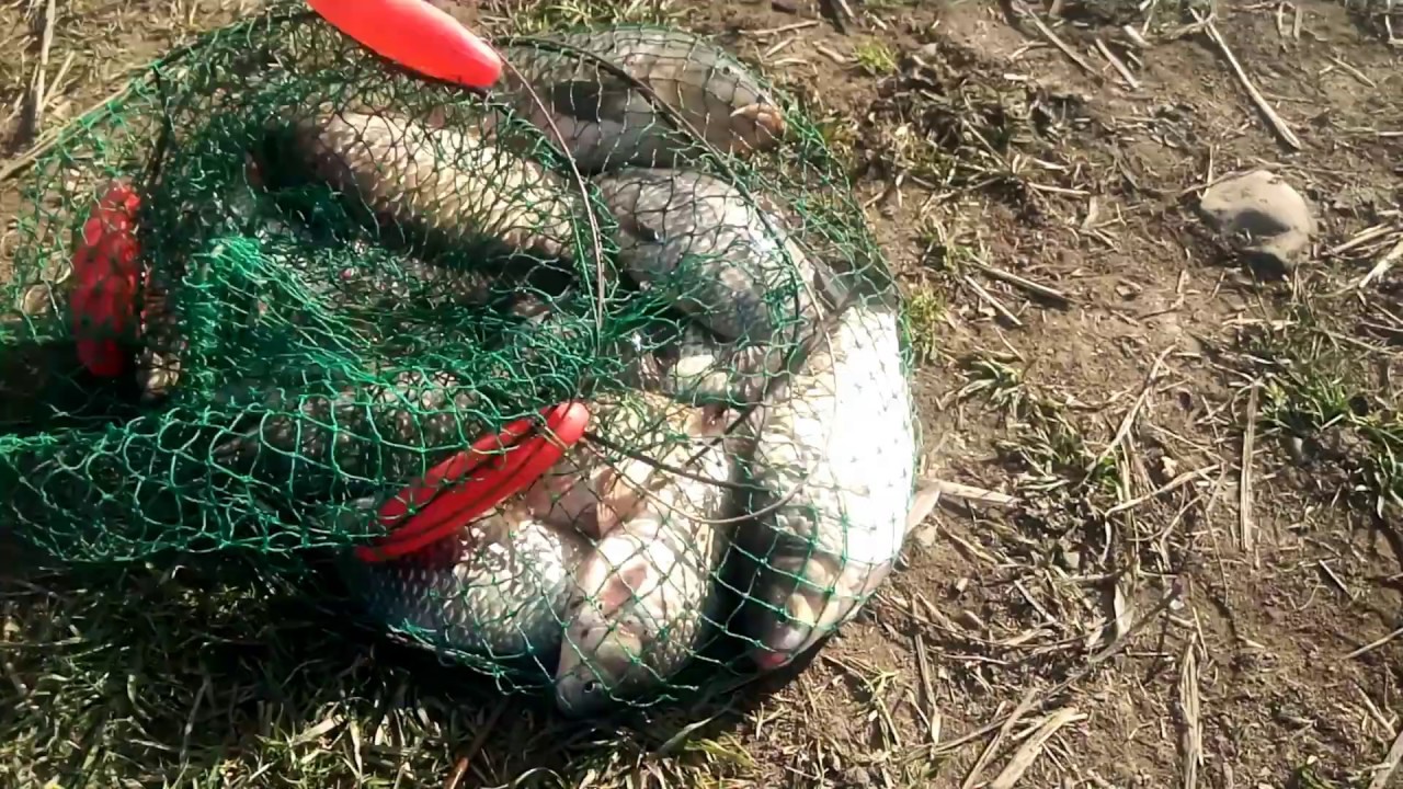 Pescari in prima zi potrivita pentru pescuit pe Lacul Boteni 1, pescuit la caras si la crap