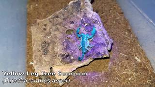 Scorpion Spotlight: Yellow-Leg Tree Scorpion(Opisthacanthus asper)