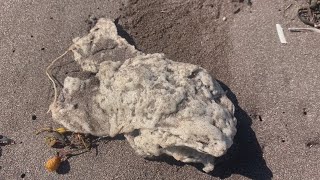 外星人糞便？鯨魚鼻屎？加拿大海岸不明物體考倒科學家[影]