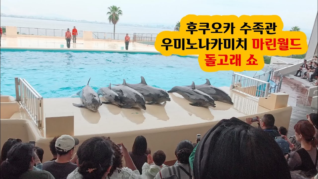 후쿠오카 수족관 우미노나카미치 마린월드 돌고래 쇼 풀 영상