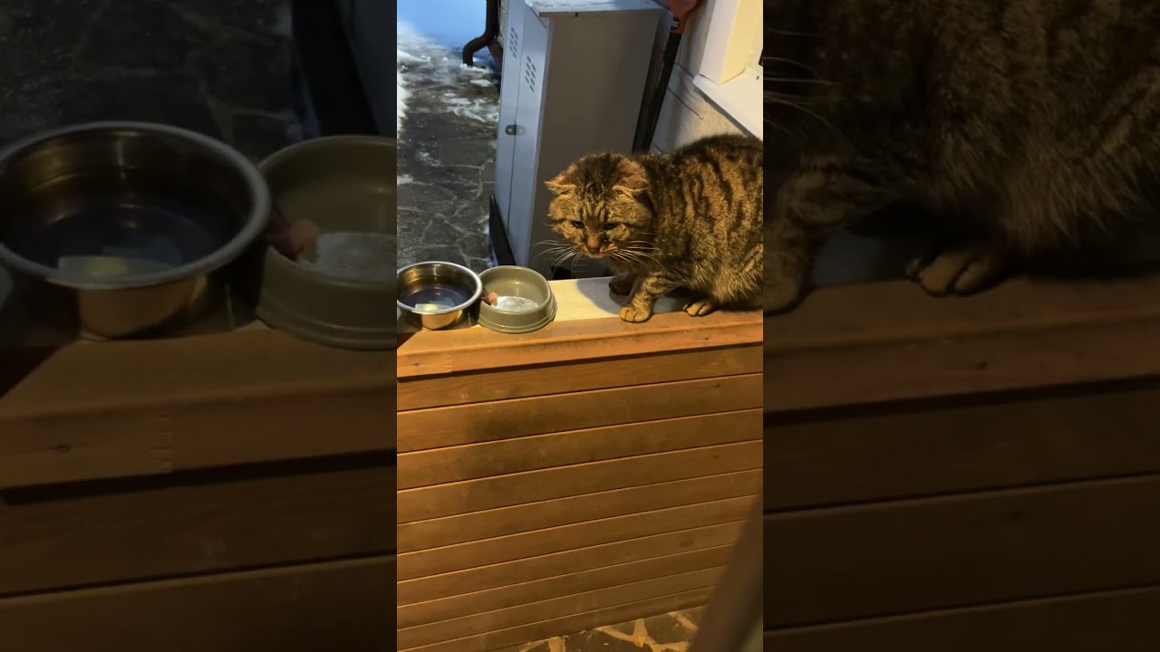 Кузю🐯 прорвало, смолотил пять мисок (правда не полных) мяса🙂…    ❤️🐯🥩👵🏻❤️