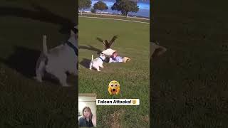 Good Thing the Little Dog Was There! Child Saved from Eagle Attack! #AnimalHeroes #MomToTheRescue