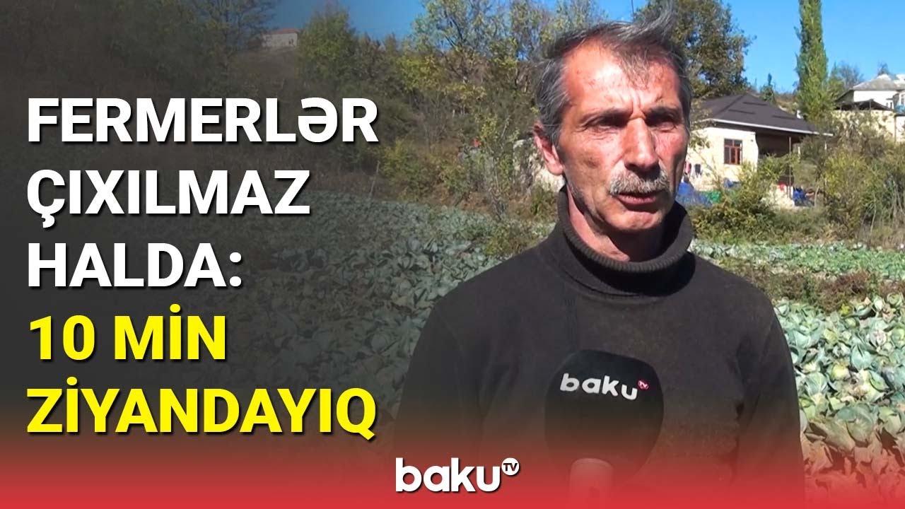 Bir hektardan heç 15 ton götürə bilmədik | Kələm əkən fermerlər çətin vəziyyətdə qalıb