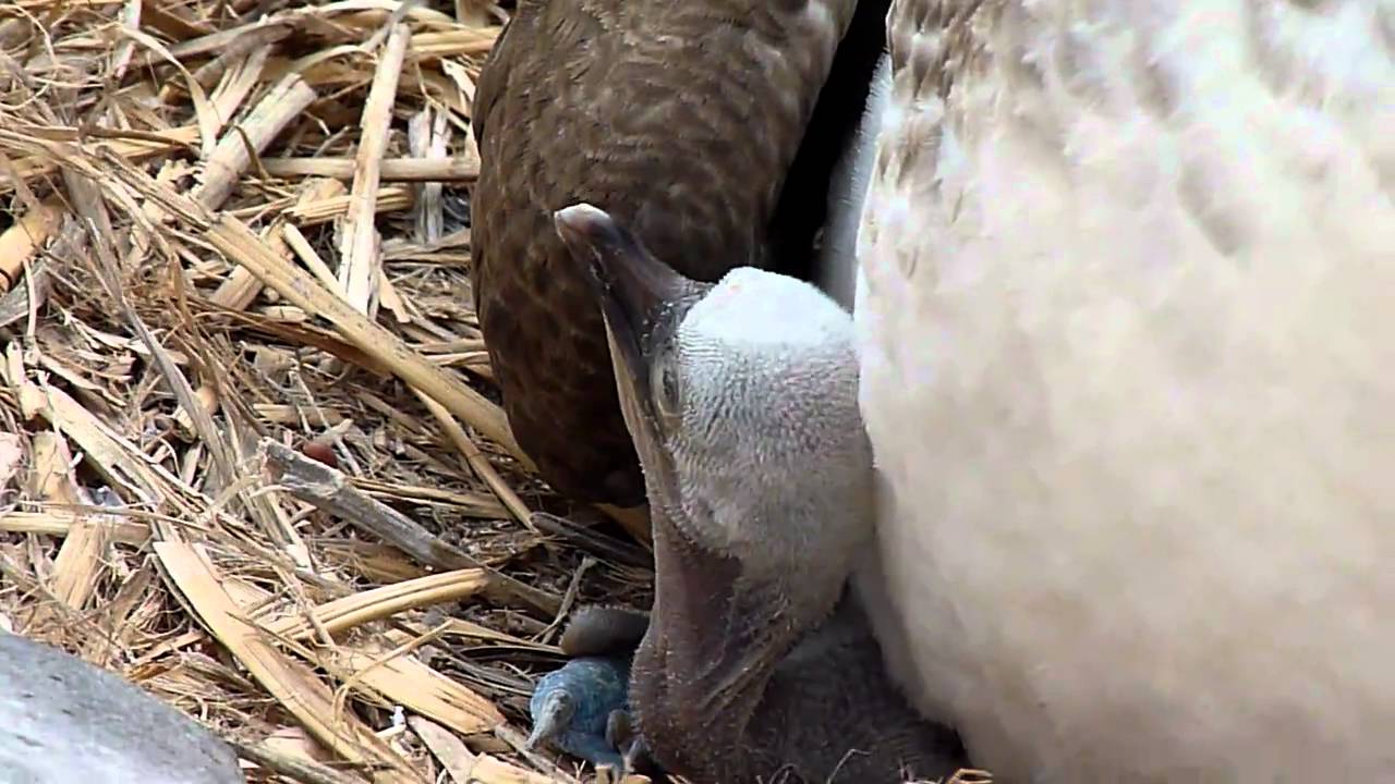 mother blue footed booby with baby and eggs 