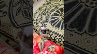 SilkyMovietime#dog #silky #trending #dogshorts #shihtzu #shortsviral #shortsvideo #trendingshorts