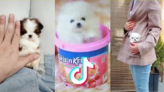 3 Screens. Puppies. Pomeranian. - Tiktok Cute Animals Video Collection Cute Pets. Healed.