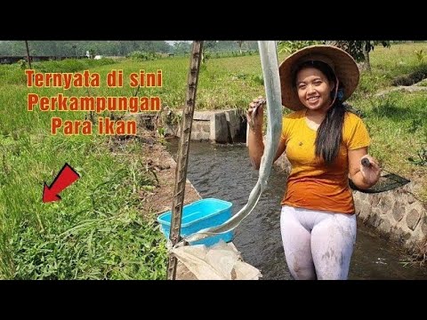 Pemancing mana yang tidak iri melihat ini !! Di tempat ini cuma pake tangan kosong auto dapat ikan