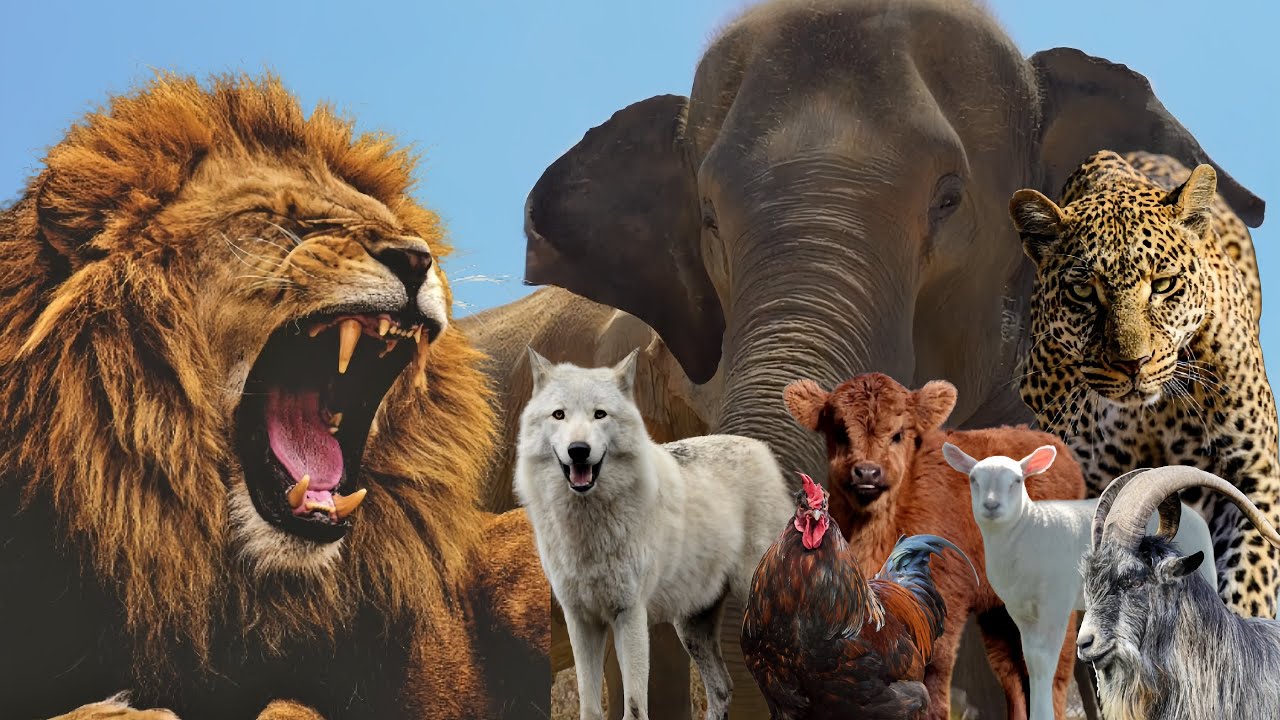 Amazing Animal Sounds: Wild vs Farm Edition : Lion, Wolf, Elephant, Chicken, Leopard_Animal Sounds 