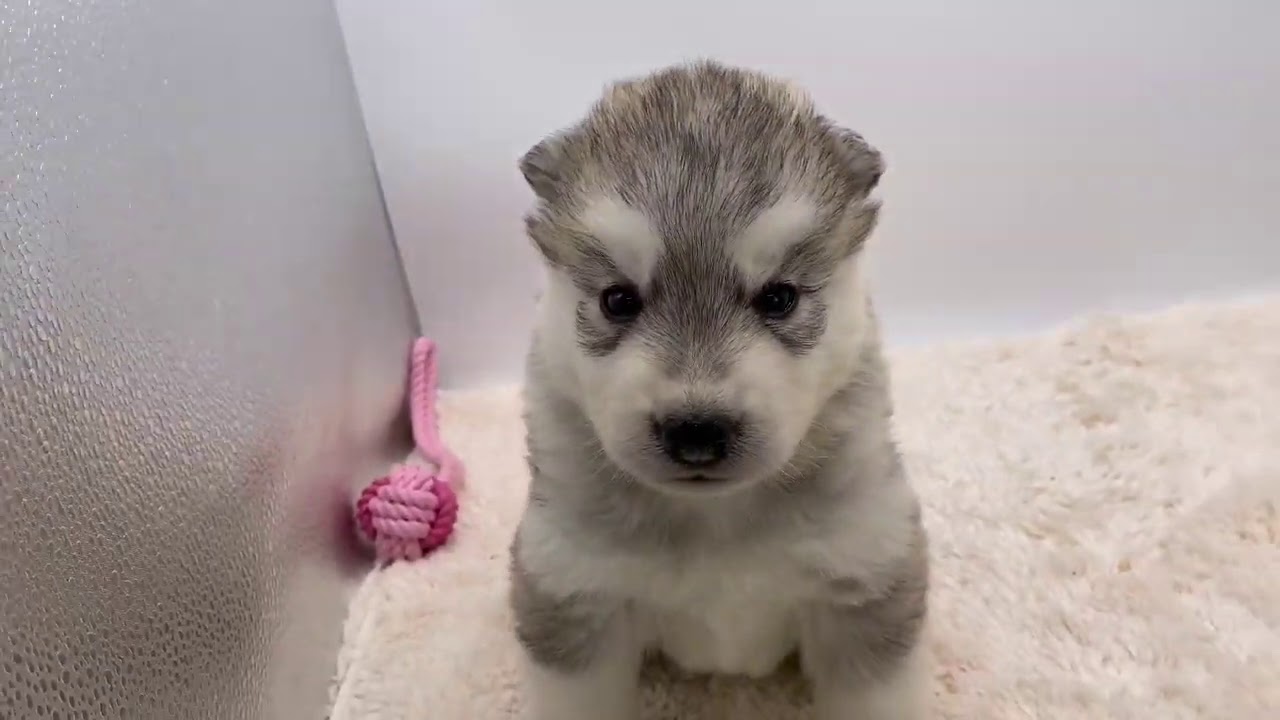 栃木県のシベリアンハスキー 女の子 08 08生まれ とても可愛い2姉妹です 子犬id ブリーダーナビ