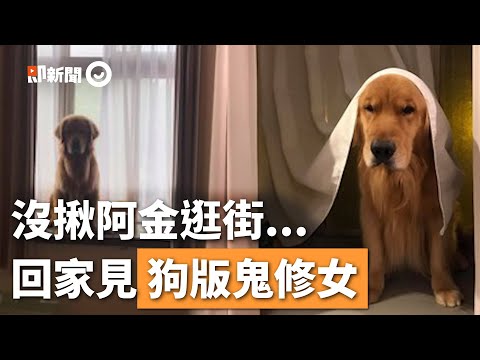 沒揪黃金獵犬逛街回家見「狗版鬼修女」 怒坐窗台臭臉狠瞪｜寵物｜阿金｜跟屁蟲｜看新聞