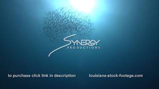 2290 Predator Bar Jack Fish Hunting School Of Boga Fish