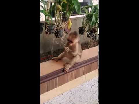 Little monkey in Laos