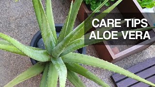 CARE TIPS & TRIM HUGE OVERGROWN ALOE VERA  also how I use Aloe Vera daily!