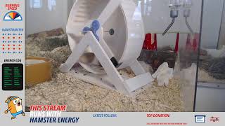 Harald The Hamster Live Stream