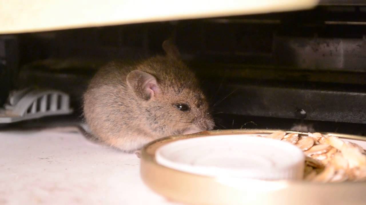 hungry baby mouse eats rolled oat YouTube