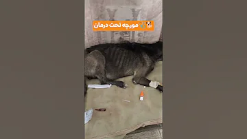 مورچه تحت درمانه و به حمایتتون نیاز داره لطفا مارادراین راه یاری کنید حامی حیوانات باشیم 