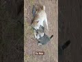 My Cats 🐈 #cats #catshorts #viral #clips #catlife #catvideo