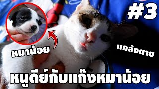 Ep.3 หนูดีย์กับแก๊งหมาน้อยสุดป่วน - [ หนูดีย์ เเมวพูดได้ ] | easy boy