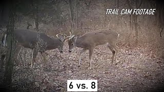 Who Won The Buck Fight | Trail Cam Footage | #browningtrailcam #deerhunting #deerseason