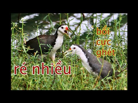 Tiếng Chim Quốc Mồi Chuẩn Không Tạp âm Ré Nhiều Cực Chuẩn White Breasted Waterhen Calling Sound