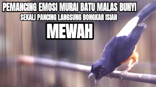 MASTERAN MURAI BATU JUARA FULL TEMBAKAN MEWAH PEMANCING EMOSI AGAR BONGKAR ISIAN