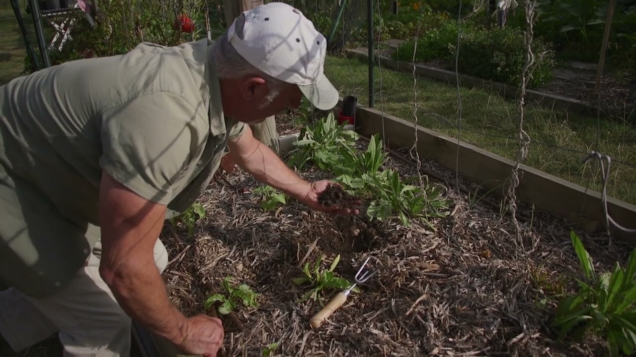 Sowing Broad Bean Seeds