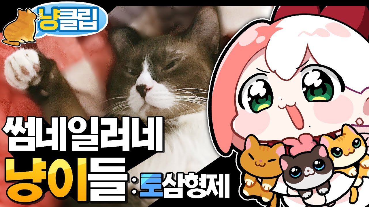 🐱압도적인 비주얼의 뚱냥이들🐱