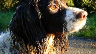 Field Spaniel Temperament by Carmen Montes 1,411 views 9 years ago 41 seconds