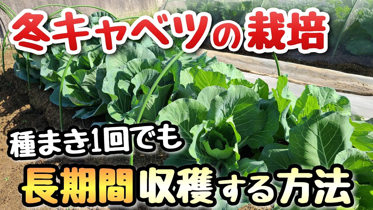 冬キャベツ】種まき1回で長期間キャベツを収穫する方法～スーパーセル