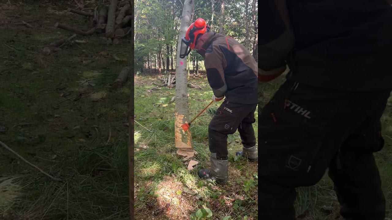 Hung up tree roll out 👍🌲🪓 