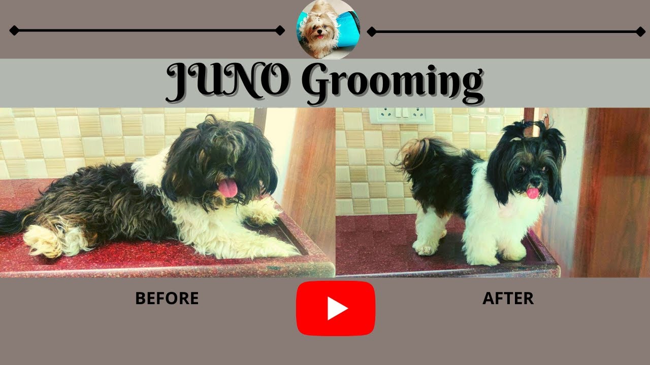 Grooming Shihtzu puppy (Juno) Dematting dogs tangled hair YouTube