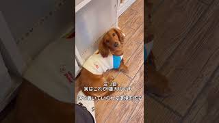 家の外から聞こえる音、人の声に吠える犬のトレーニング ファーストステップ❗️#犬のしつけ #犬のしつけ教室 #犬の幼稚園 #犬のしつけ相談 #無駄吠え #shorts
