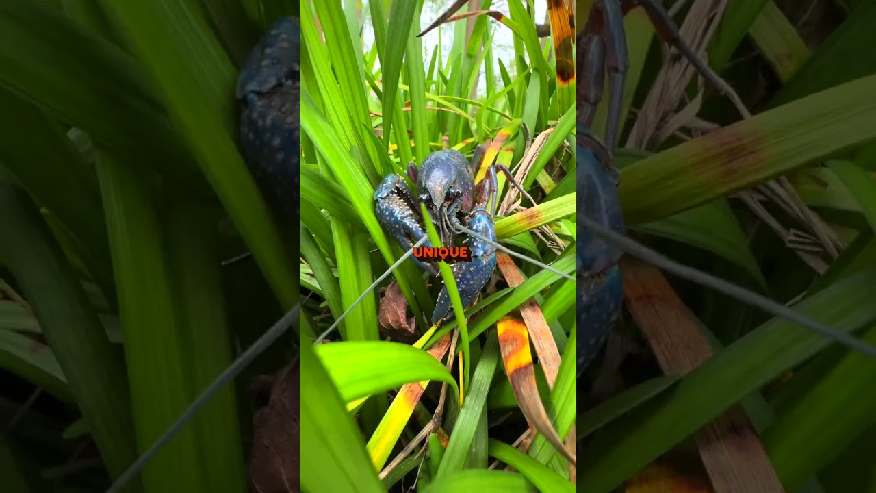 РЕДКИЕ СИНИЕ РАКИ 🦞🧢 | Louisiana Crawfish Company