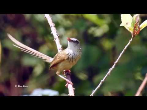 Hill Prinia (Prinia superciliaris) 