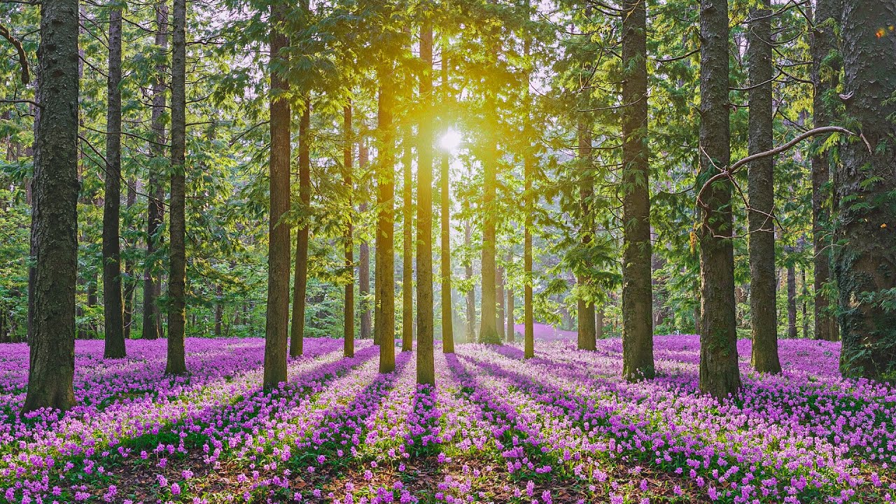 Restore Your Nervous System ? Relaxing Music for Stress Relief, Anxiety Relief & Deep Meditation