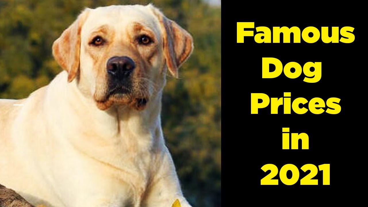 Dogs Prices in india 2020 | Top Dog 