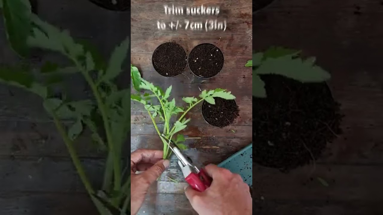 How to Grow Tomato Cuttings