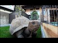 漸くですが・・・ゾウガメさん新居へお引越し～＾＾【5/5】The Giant Tortoise’s New Home Is Finally Complete!