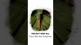 Project Seek - #11 - Fiery Skimmer Dragonfly Photography Project Seek - #11 - Fiery Skimmer Dragonfly Photography