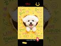 귀여워 죽겠다_Lumen | cute indie pop