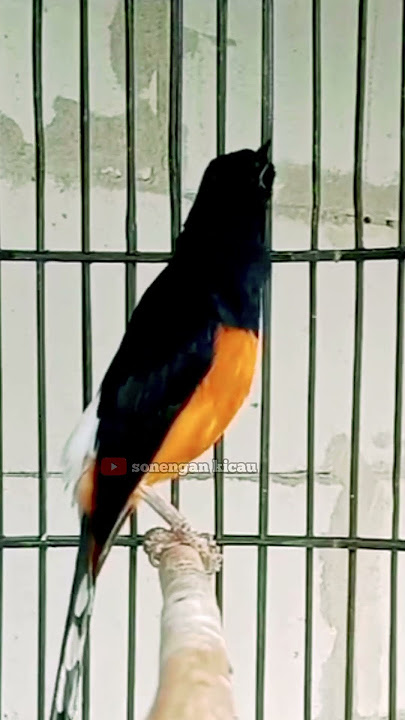 MURAI BATU GACOR NGEPLONG SANTAI