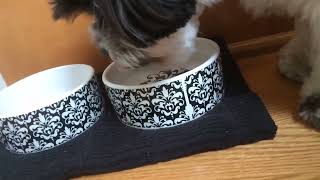 A dog lapping water