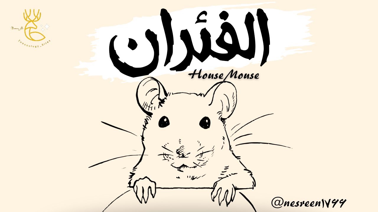 أفضل 5 طرق اّمنة للتخلص من الفئران نهائيا - الفئران