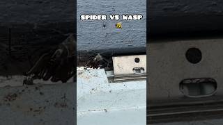 SPIDER VS WASP #spiderweb #gardenspider #insectfigh #insecrdinner