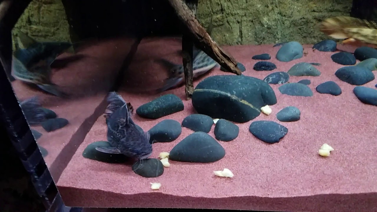 Jaguar catfish feeding